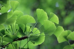 Ginkgo BIloba suplemento nootropico