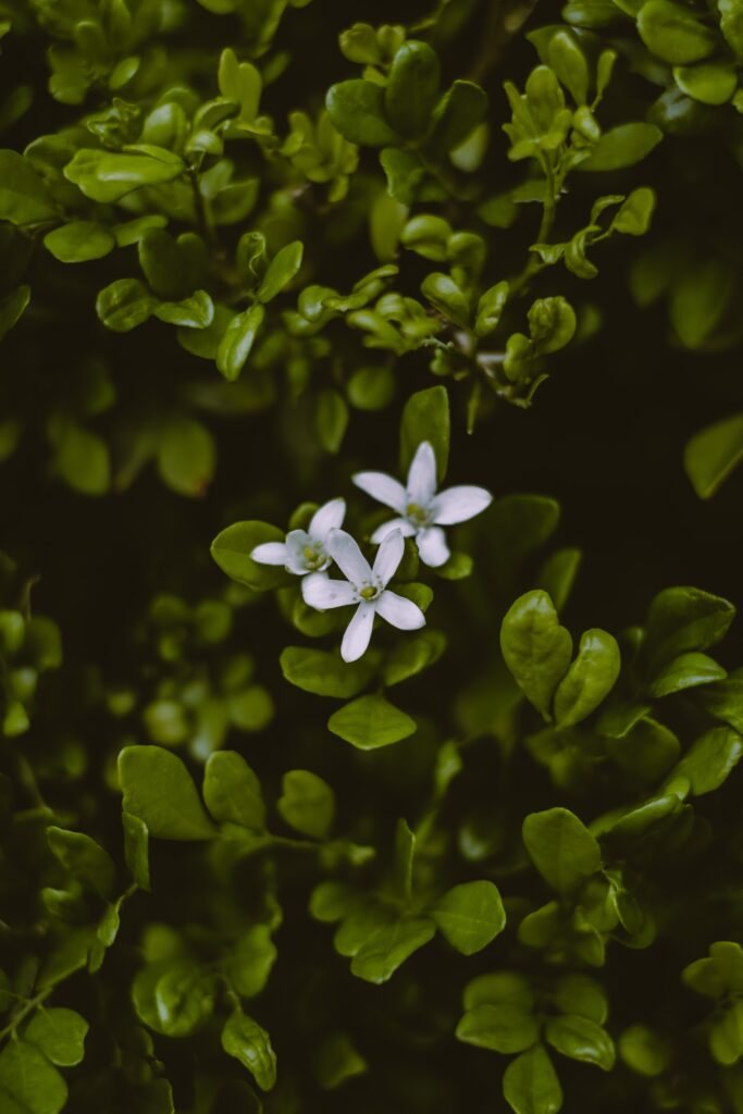 BACOPA NOOTROPICO